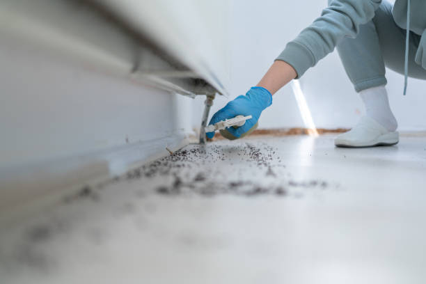 Best Local Pest Control Services  in St Lawrence, PA